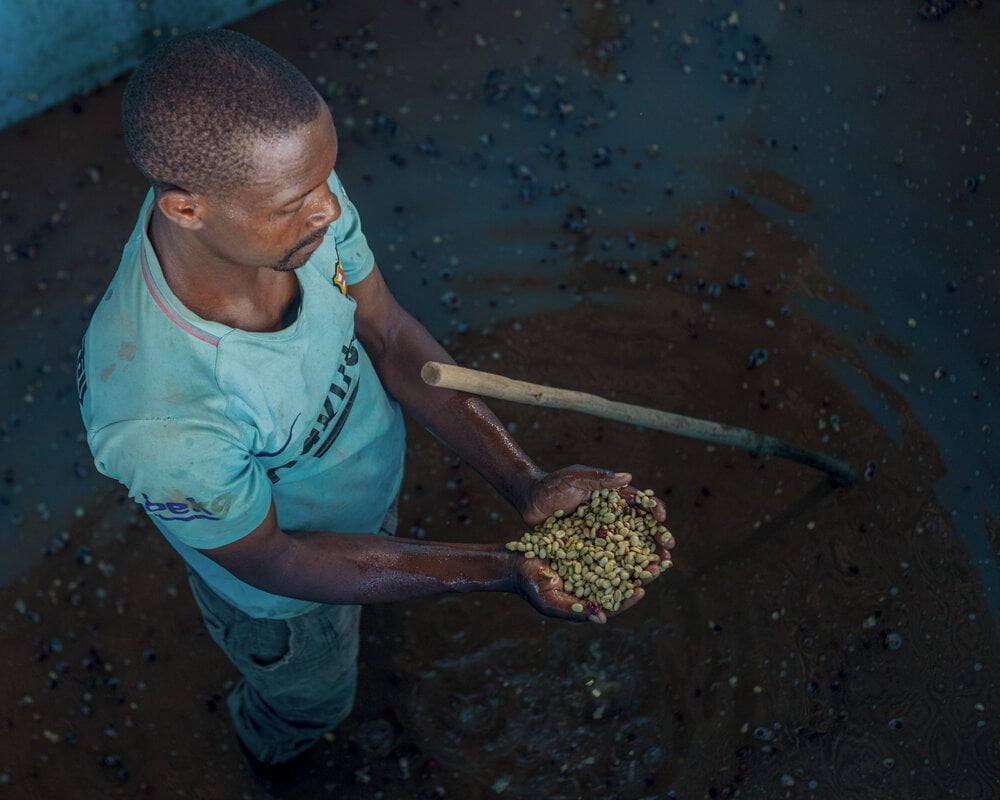 Мытая обработка кофе