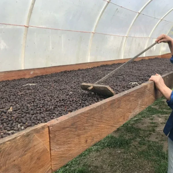 Ягоди кави Гондурас